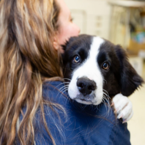 Colorado Springs Pet Care Center