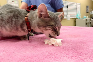 Best Pet Care Center in Colorado Springs